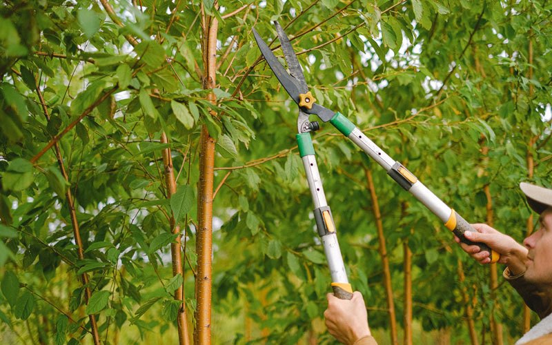 Tree trimming in Manawa, WI