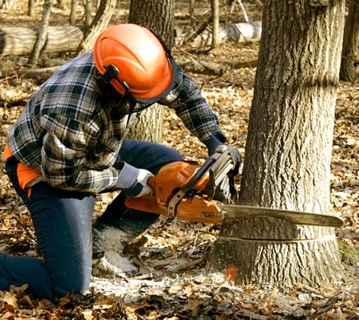 Tree Removal in Manawa, WI